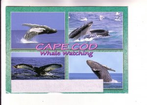 Fourview, Cape Cod Whale Watching, Massachusetts, Used