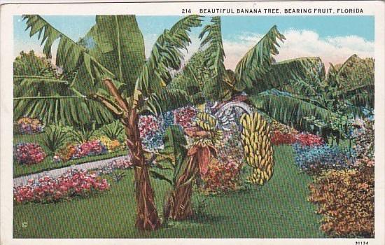 Florida Bearing Friut Beautiful Banana Tree
