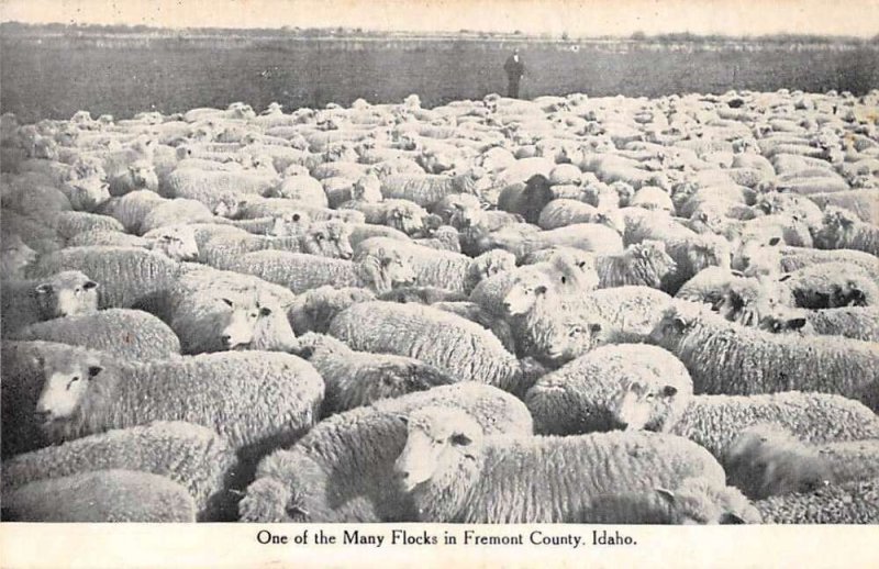 Idaho Freemont County Sheep Ranch Vintage Postcard AA43615