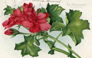 Ivy Geranium, Bridal Favor