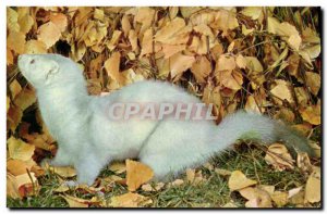 Modern Postcard Mink