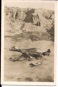 DINOSAUR Tobacco Card 1910, Plesiosurus, Army Club Cigarettes, Cavander Series