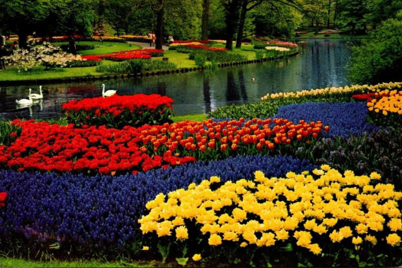 Netherlands Holland In Flower Decoration