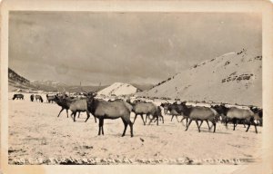 TETONS WYOMING-ELK HERDS~1920s WESLEY ANDREWS #633  REAL PHOTO POSTCARD