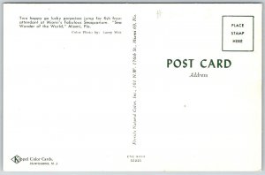 Miami Florida 1960s Postcard Jumping Porpoises Seaquarium