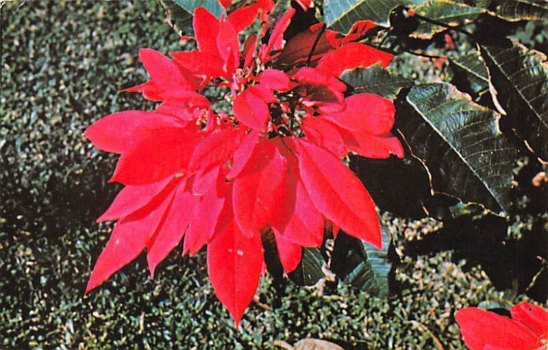Poinsettia Bermuda Island 1967 