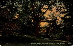 Maine Augusta Oak Tree On Grounds Of Jdge Benedict F Maher