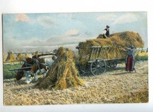 241188 GERMANY COWS haymaking Vintage Photochromie postcard