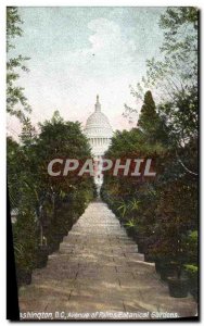 Old Postcard Washington D C Avenue Of Palms Botanical Gardens