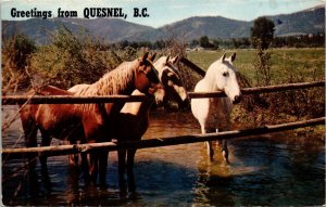 Greetings from Quesnel British Columbia Canada Postcard Horses