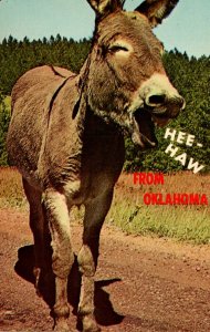 Oklahoma Donkey Hee Haw From Oklahoma