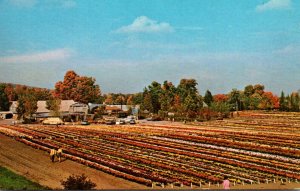 Connecticut Bristol Bristol Nurseries Field Grown Chrystanthemums