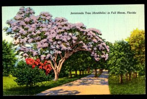 Florida Jacaranda Tree (Acutifolia) in full Bloom - Linen