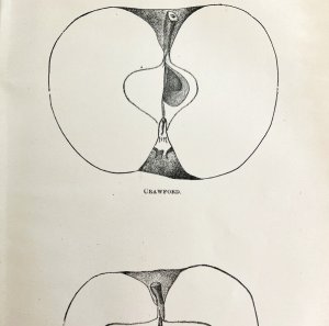 Crawford And Siloam Apples Cross Section Victorian 1887 Art Plate Print DWT9B