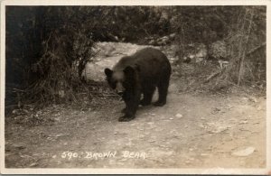 RPPC Brown Bear Along Canadian Pacific Railway Banff Canada Harmon Postcard U12