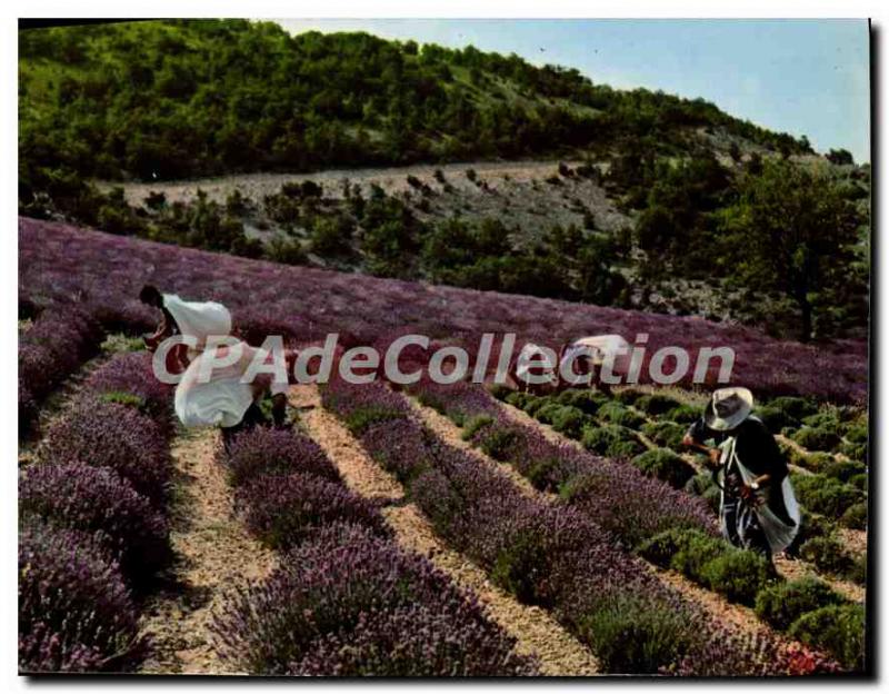 Modern Postcard the true lavender cutters