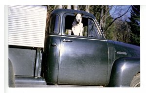 Let's Go Huntin'! Pup Beckoning from Truck