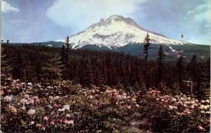 Rhododendron Time Mt Hood Oregon OR Postcard VTG UNP Plastichrome Vintage Unused 