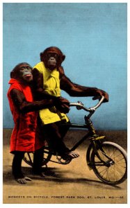 Monkeys on Bicycle