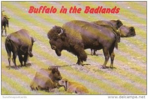 South Dakota Black Hills Buffalo In The Badlands