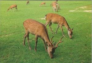 Animals Postcard - Deer / Deers of Nara Park, Nara, Japan Ref.RR18355