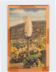 Postcard Yucca In California