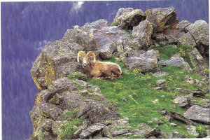 A Big Horn Ram Sheep in Rocky Mountain National Park Colorado 4 by 6