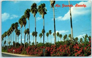 M-35496 Rio Grande Beauty Palms and Bougainvillea Lower Rio Grande Valley Texas