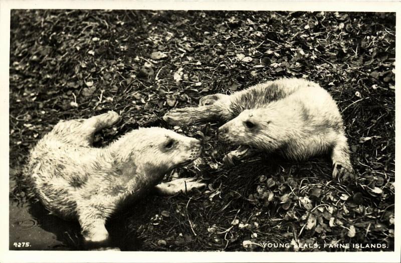 Farne Islands, Two Young Seals (1960s) RPPC