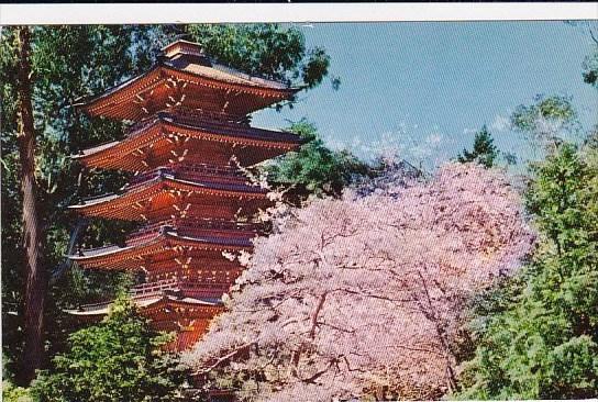 Japanese Tea Garden San Francisco California