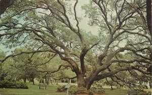 United States Georgia Plantation Oak on Jekyll Island