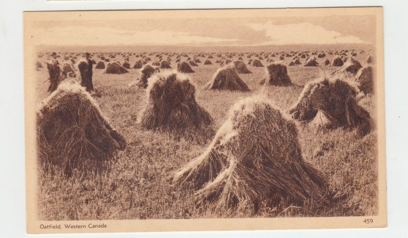 P2260, old canada postcard oatfields western canada unused