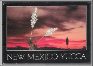 New Mexico, Yucca in Bloom Desert Sunset - [NM-015X]