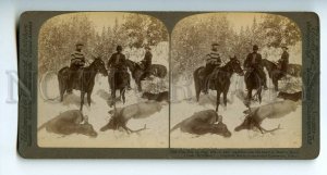521101 USA 1905 USA Montana Rams Horn Creek killed elk hunters Underwood STEREO