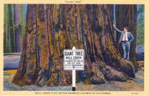 [Curteich] US California Redwoods - Giant Tree On Bull Creek Flat