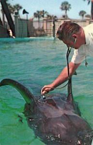 Marineland of Florida Postcard 2R3-460