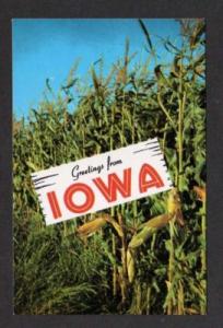 IA Greetings from IOWA Postcard Corn Field Stalks PC