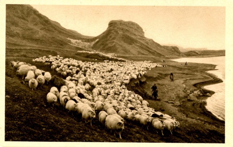 Iceland - Pjorsardal Valley. Sheep Roundup