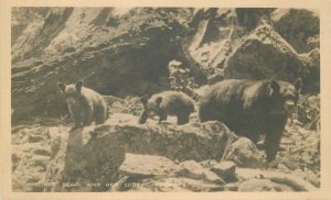 Postcard California Yosemite Mother Bear with her cub 23-10546