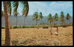 Harvesting Sugar Cane - Jamaica, The W. I.