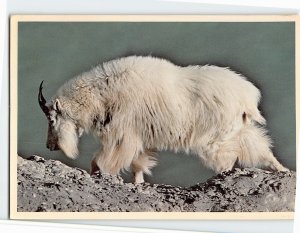 Postcard Rocky Mountain Goat, Rocky Mountains, Canada