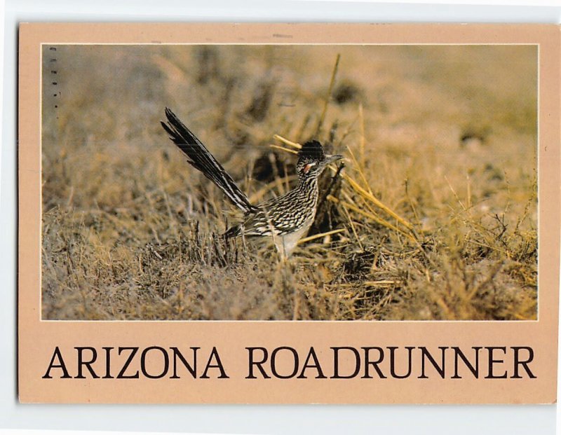 Postcard Arizona Roadrunner, Arizona