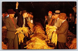 Farming~Farmers Sorting @ Tobacco Auction Scene~1950s Postcard