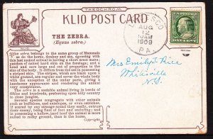 Zebra card - 1909 - Theochrom Klio Post Card