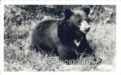 Bear, Black and Brown Bear Unused 