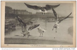 France Lyon Les Mouettes a Lyon