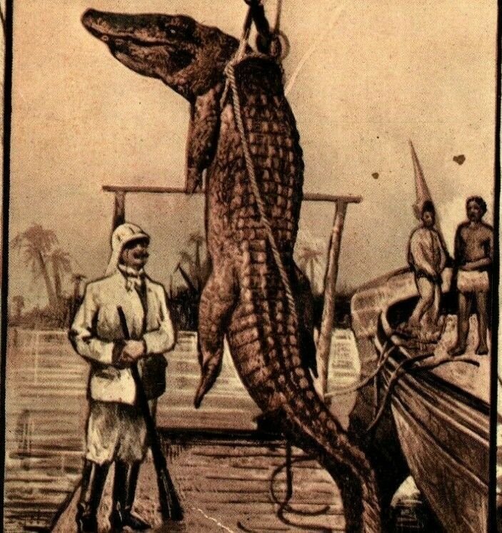 Crocodile Illustration Hunters Poaching Art Period  1910 DB Postcard