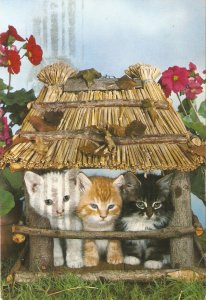 Three kittens at home Modern Spanish photo postcard