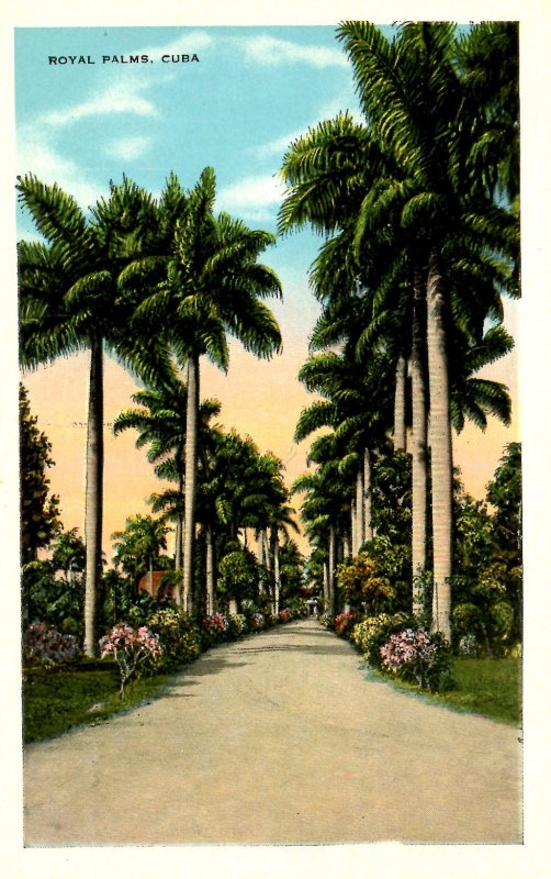 Cuba - Royal Palms 