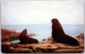 Monterey CA-California, Agile Sea Lion Of Rocky Islands Coast, Postcard